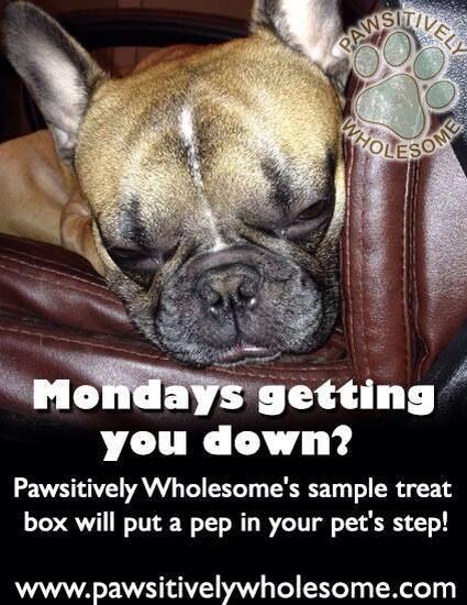 Case of the Mondays? #pawsitivelywholesome