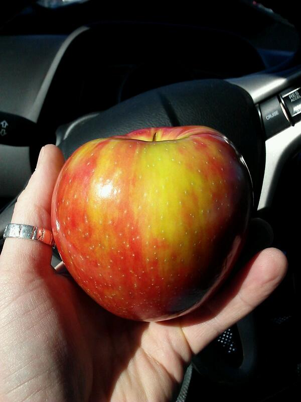 buckshawpony's tweet image. Now that's an apple. #honeycrisp #happypony
