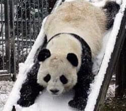 ImMrPanda tweet picture