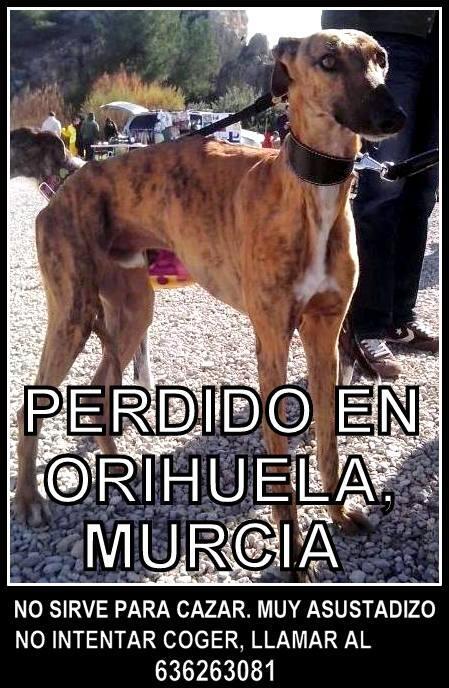 Nines35gm's tweet photo. "@CHIRUCOS: ÚLTIMA VEZ VISTO EN #CORRENTILLAS (#ORIHUELA, #MURCIA).SI LE VES LLAMA RÁPIDO AL 636263081,PFV!!! http://t.co/TwAGfkLHRY"