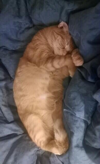Kealoha_Kitty's tweet photo. I had a new brofur, he's fat &amp; lazy, not a svelte manly man kitty like me! http://t.co/xqdMHtZOaf