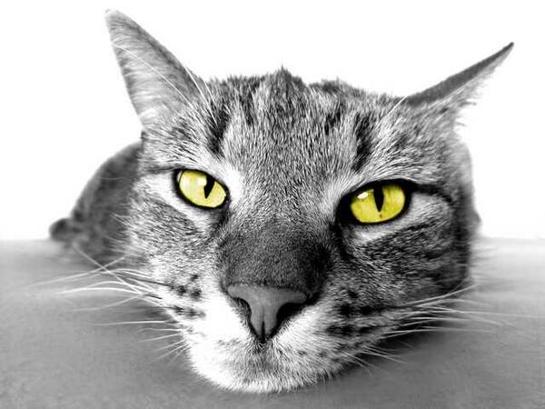 Katzenspielzeug's tweet photo. Katze Kostenlos als Bildschirmhintergrund Retweet! http://t.co/IflNGBbHp4 http://t.co/HpjHmmqpd6