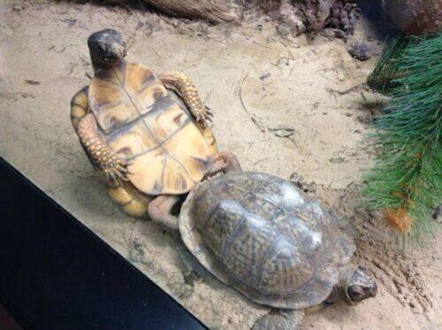 iLTurtlesDaily tweet picture