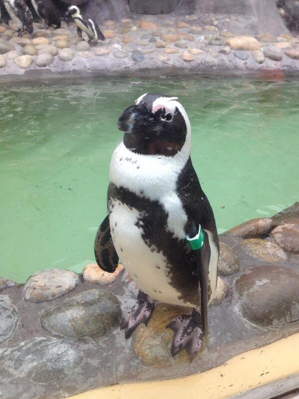 RyanStrowger's tweet photo. Making friends at IAAPA Leadership Conference 2014 @sixflagsDK @IAAPAHQ #iaapalc14 http://t.co/AddNqcsvsD