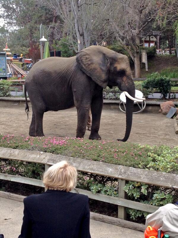 IAAPAHQ's tweet photo. Valerie the elephant @sixflagsDK is absolutely beautiful. Thanks for hanging out with us Val. #iaapalc14 http://t.co/CP56tAS18D