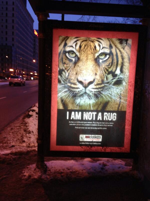 murphyfischer's tweet photo. I think it's a little presumptuous to assume this tiger would speak English... http://t.co/fGdl1VIr2i