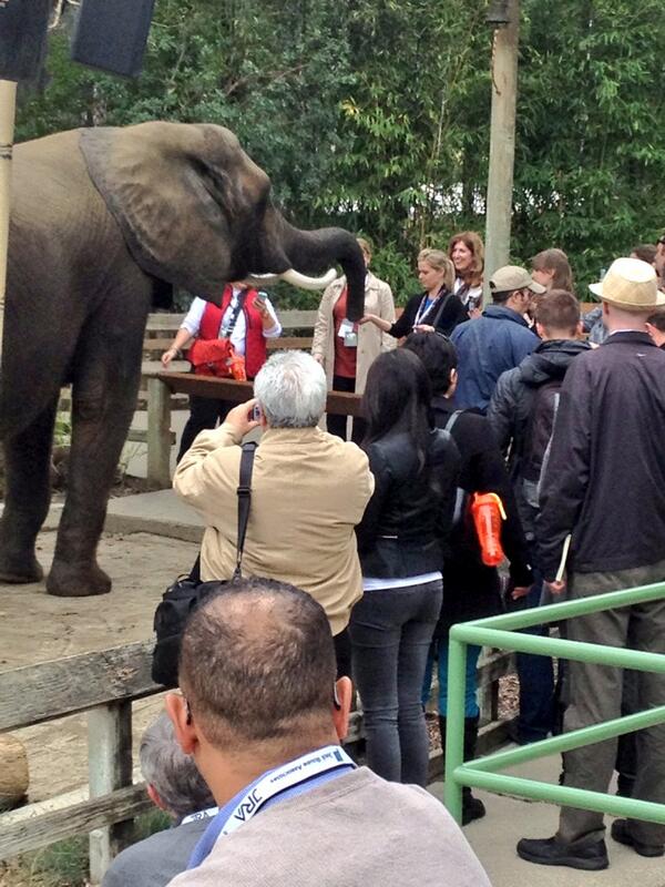 IAAPAHQ's tweet photo. IAAPA Leadership Conference attendees have fun feeding Valerie the African elephant @sixflagsDK #iaapalc14 http://t.co/uQCSlVSznv