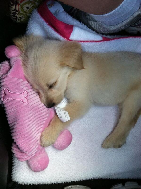 iLovePupsDaily's tweet photo. Sleepy pup http://t.co/5n4LlKizt0