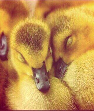 quackerjack102's tweet image. The bae caught me sleepin. #omg #soembarrasing #lovehim #bae