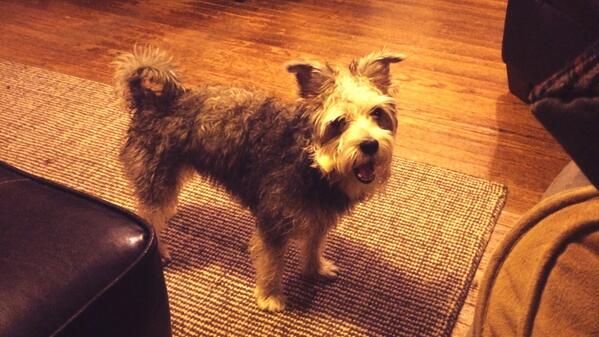 kristinaandart's tweet image. Franny just &apos;buried&apos; her bone in my thigh. Not sure if I should be honored or offended. #doglanguage