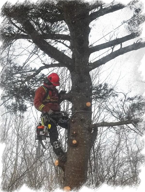 solidtreecare's tweet image. White pine tree removal, March 3rd.