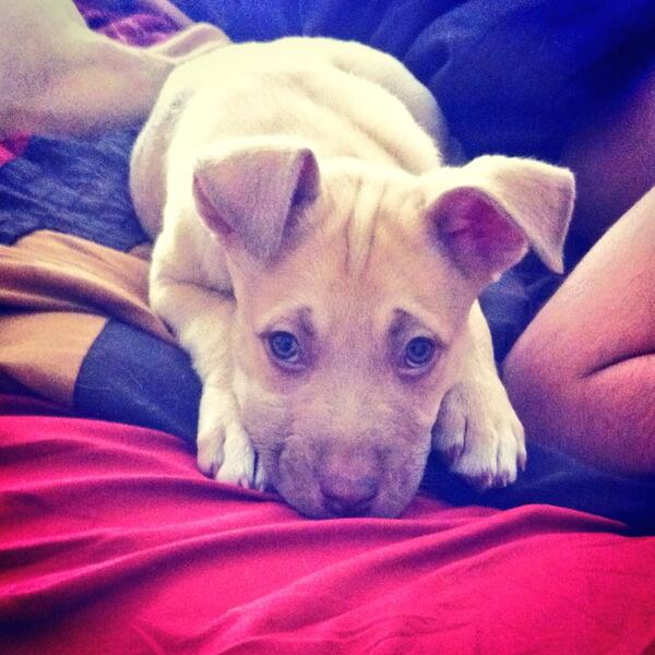 JDurham20's tweet photo. @LisaVanderpump  it's #GiggysBFF, baby blue. We are all obsessed with #RHOBH in this house! Go Giggy! http://t.co/yqC0jIfscG
