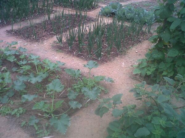 kibumbwesector's tweet photo. @NYAMAGABE @PhilMugisha KIBUMBWE#NYAMAGABE intore mu kurwanya imirire mibi! bakora uturima tw'igikoni. http://t.co/NPrHNjE4Hi