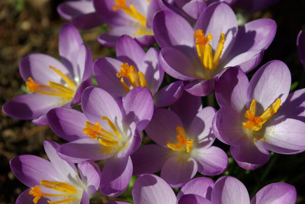 Het is lente! Tijd voor de voorjaarsbeurt van de tuin. Maar wat houdt dit in? Lees het hier: hetrullen.nl/voorjaarsbeurt…