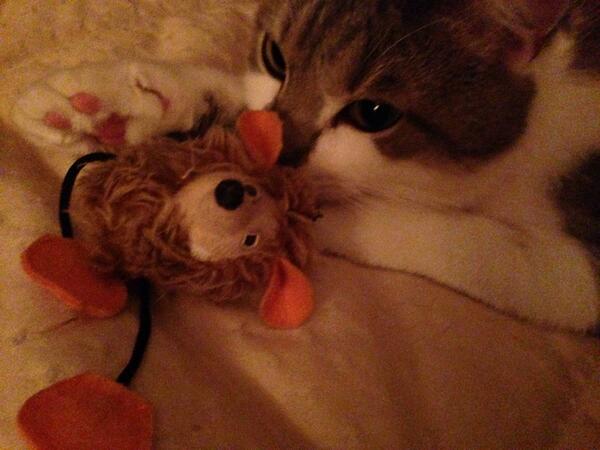 isabellejs1's tweet image. Ex chat errant, ex condamne à mort car fiv. Cico amour, merci de partager ma vie. NON à l&apos;euthanasie des chats fiv