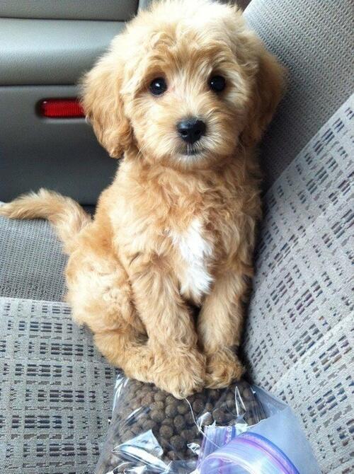 Mini Golden Doodle