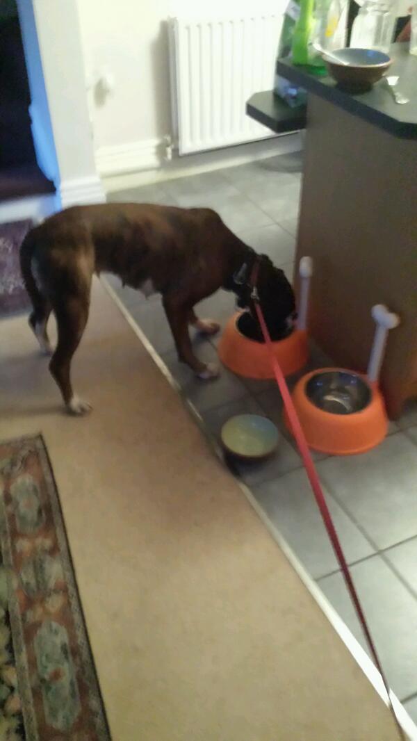 BoxerLaura's tweet photo. Walkies with @PaulEvanssheff  can wait. #selfie #brekkie #walkie http://t.co/Trsf1Ouwat