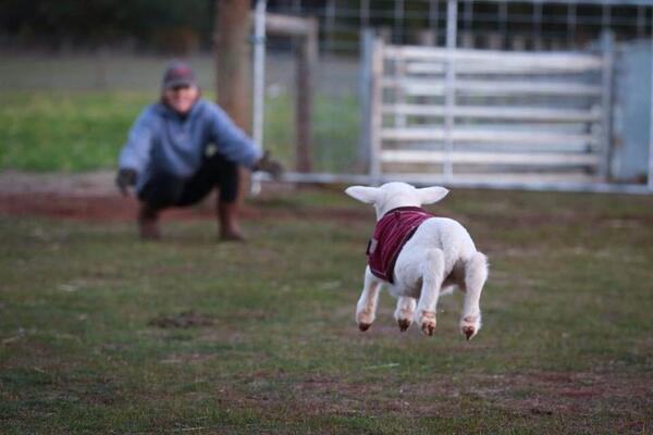LTO Schapenhouderij tweet media