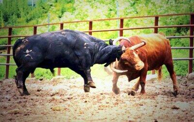 AmigosEncierro's tweet photo. Buenos días. Preciosa imagen de la lucha en el campo. 
RT sí te gustan los toros. Nosotros somos taurinos, que pasa? http://t.co/O8nUc4cKDs