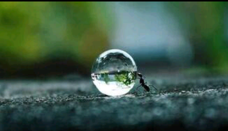 Ant pushing