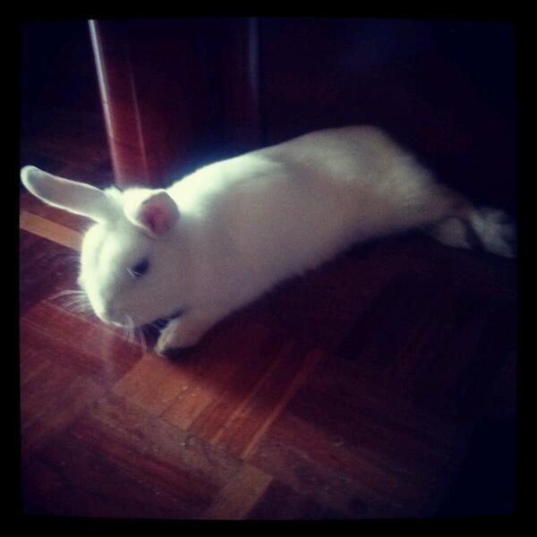 SaRiesgo's tweet photo. Mi chiquitin <3 http://t.co/WRcyelWRCI