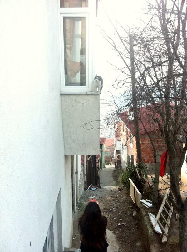 mbabur12's tweet photo. @tunaarman1 kedimize kavuştuk herkese çok teşekkürler @evsiz_hayvanlar http://t.co/y79eUqhR82