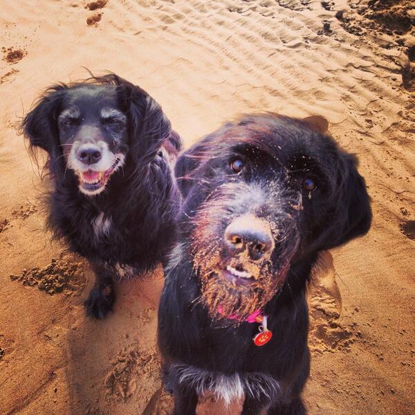 Lilly_Daisy2's tweet photo. Willow &amp; Lilly on the beach yesterday! Eating kelp &amp; rolling in dedded seagulls ... That's the life 😝💛👍 http://t.co/xCkoucMlqA