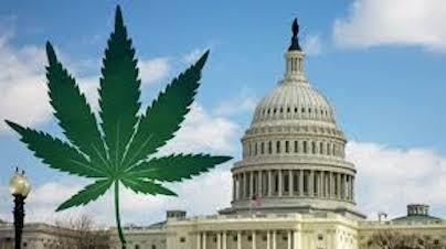 Cannabis Magazine tweet media