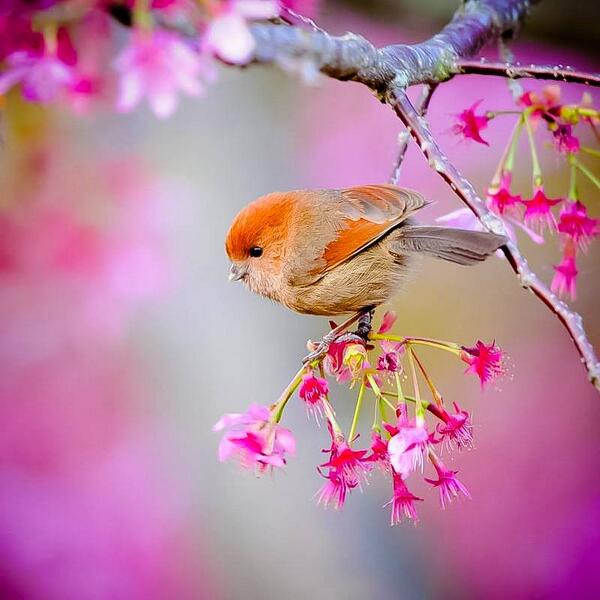 Swing into Spring #light #spring #melody #pink