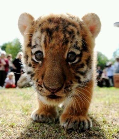 Watistattan's tweet image. Omg, zo schattig &amp;lt;3 #Watistattan