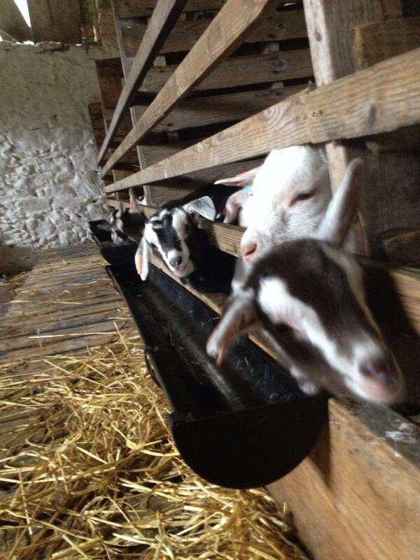 Boyne Valley Cheese tweet media