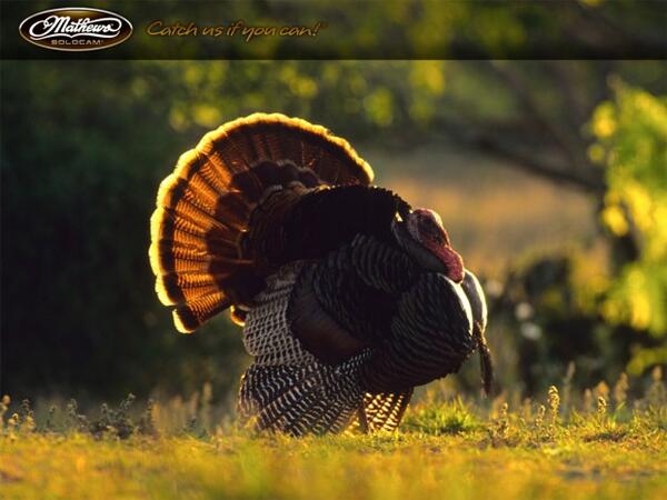 turkey hunting wallpaper