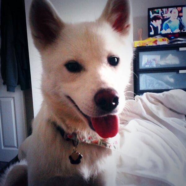 IdaGsaurus's tweet image. Tired pup - happy pup ♥ #jindodog #jindo