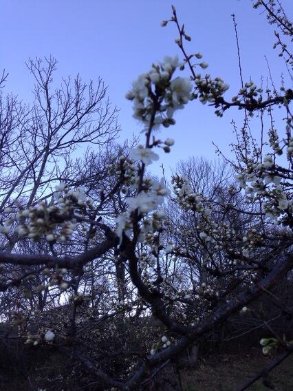 joaquinaraujo's tweet photo. Los CIRUELOS acuden ya a nuestro ojos. http://t.co/UoYjPBWRma