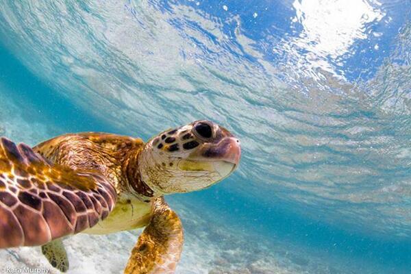 NaturPictures's tweet photo. Selfie tortuga! http://t.co/3vi4exED7I