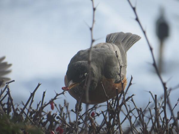 VTStateParks's tweet image. They&apos;re baaaaaaack: RT @activevter: @VTStateParks  Hungry Robins in Rutland  #bringspring