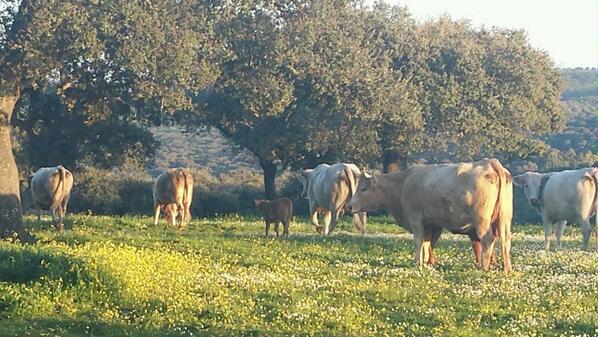 MaiteVal3's tweet photo. Que bonito esta el campo. Es un lujo vivir aqui dias como hoy. Cuando llueve no tanto... http://t.co/5IWdNfBrKN
