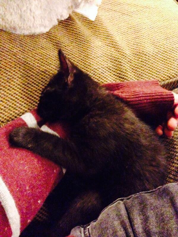 GabeDeranged's tweet photo. My friends cat fell asleep on my arm and I thought it was the cutest fucking thing http://t.co/9XbyNv9wjl