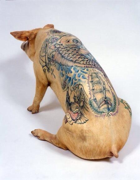 Wim Delvoye is tattooing pigs Is this cruel