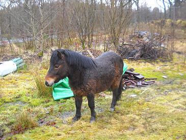 PoliceScotland's tweet photo. We found this pony at 9am on Shottskirk Rd, Shotts. It'd love to go home. Pls dial 101 with info. cc. @MotherwellPol http://t.co/S0L1IMh2zk