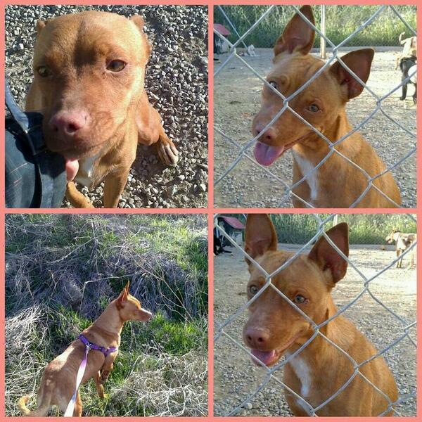 Protectarrega's tweet photo. Xila. Entro con mucho miedo pero poco a poco va a mejor. Super obediente. Busca un hogar. :D http://t.co/ZeFK4wYbzP
