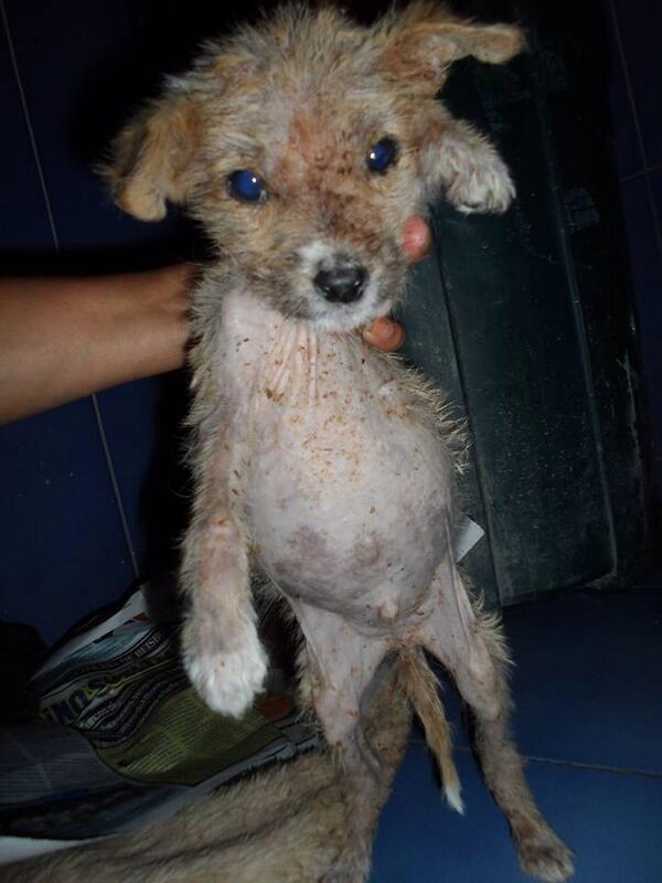 PerroUsuario's tweet photo. Se requiere hogar temporal para esta bebe rescatada de 1 muerte segura mientras se hace tratamiento http://t.co/Rx4RbUrT6W via @R_Sardi
