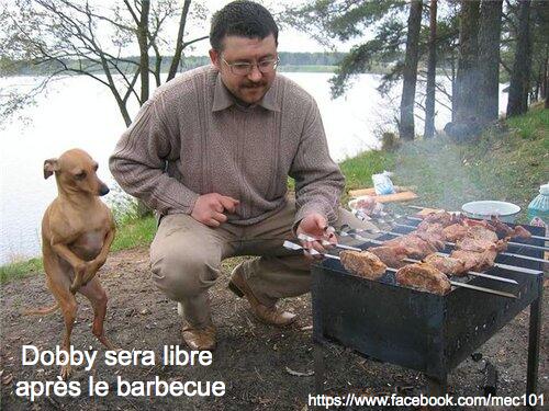 MAGmec101's tweet photo. Dobby sera libre après le barbecue - http://t.co/P2ENYcMDZf http://t.co/mt2TyNNUTH