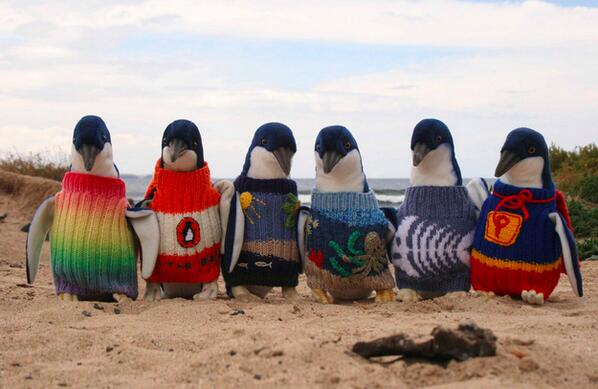 PenguinADay's tweet photo. Did you know you can knit sweaters to help tiny pengys keep warm? Via @BuzzFeed: http://t.co/BLNHj7YYHQ // http://t.co/2nnMWZi5ad