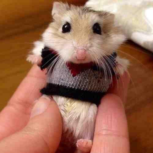 BabyAnimalPix's tweet photo. Gotta dress to impress http://t.co/Mf9ZoNB3s1