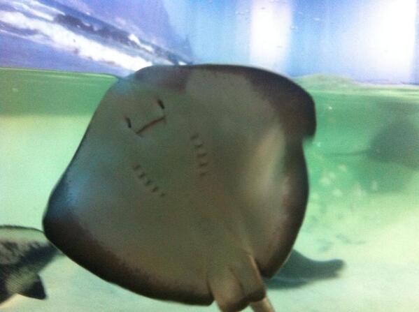 sjors55's tweet photo. @FacesPics this is a happy fish http://t.co/TM27OqIMfG