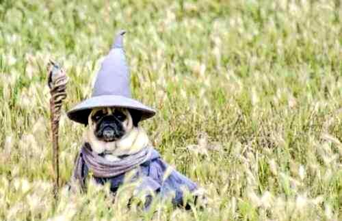 DogsDressedUp's tweet photo. A wizard is never late, Frodo Baggins. Nor is he early. He arrives precisely when he means to. http://t.co/VW0PLgyea9
