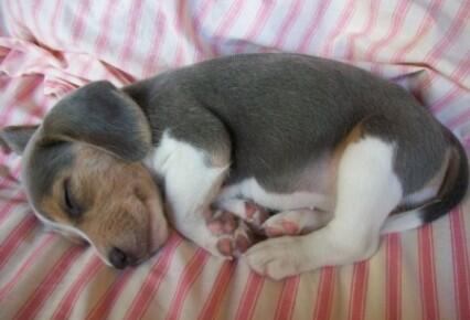 AnimaladaSs's tweet photo. Buenas noches http://t.co/XD0CmcdylS