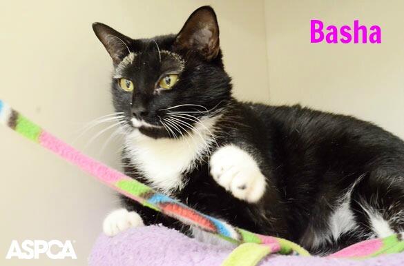 ASPCA's tweet image. Help us find a home for Basha, our Pet of the Week! bit.ly/1ousSK0 Please retweet!