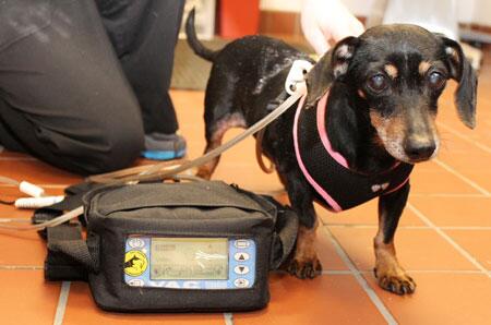 sahumane's tweet photo. Read about Darla's road to recover on http://t.co/TbVW4WJR1j #sanantonio #KCI #VACtherapy http://t.co/TEP9Kf8aqI
